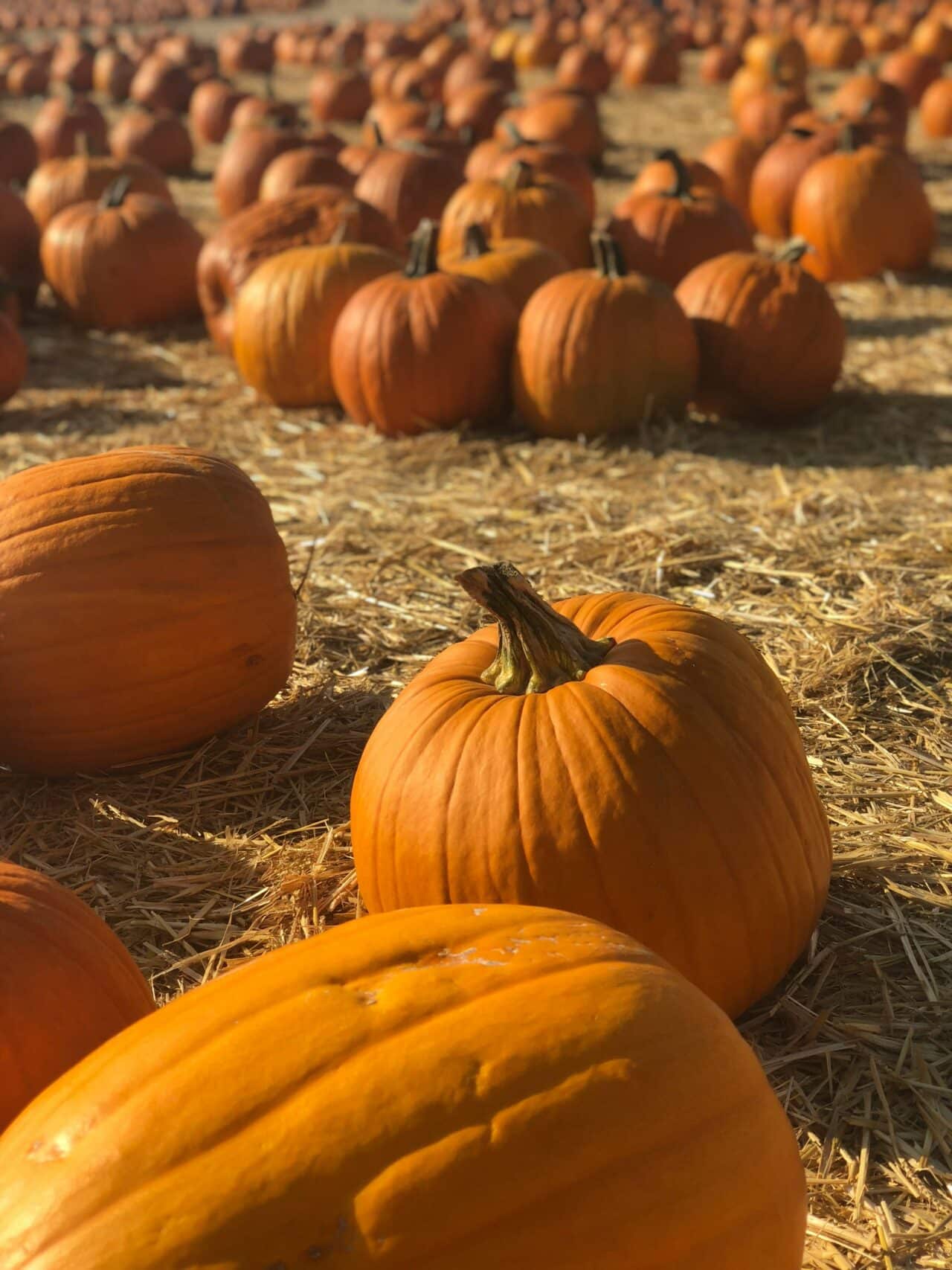 Beautiful day in the pumpkin patch